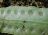 image of Pleopeltis macrocarpa