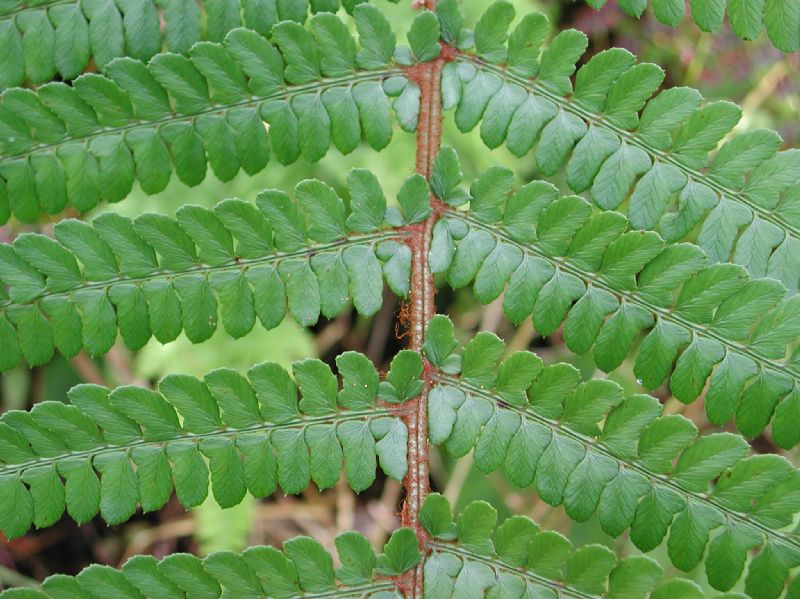 Dryopteridaceae Polystichum concinnum