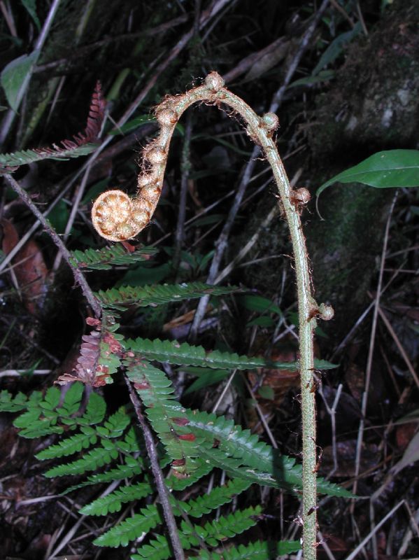 Dryopteridaceae Polystichum concinnum