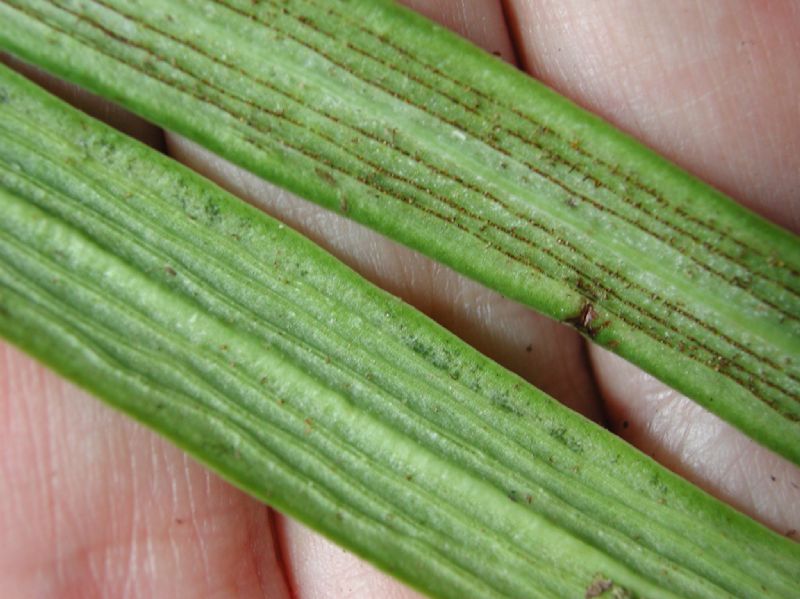 Pteridaceae Polytaenium lineatum