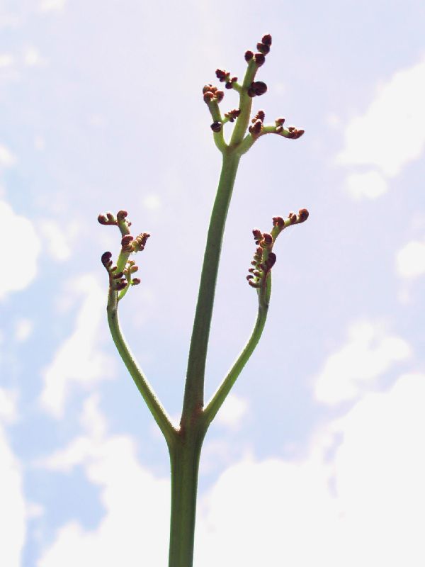 Dennstaedtiaceae Pteridium arachnoideum