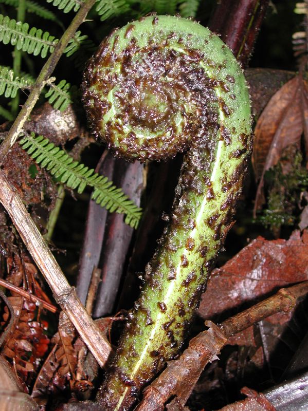 Pteridaceae Pteris livida