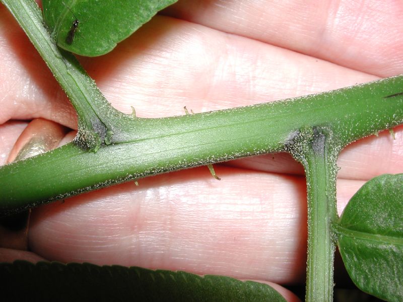 Pteridaceae Pteris livida