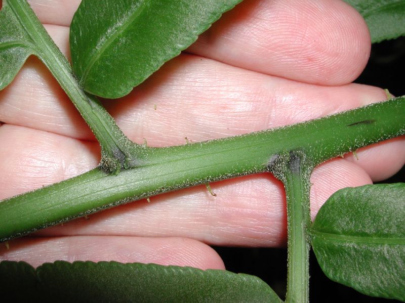 Pteridaceae Pteris livida