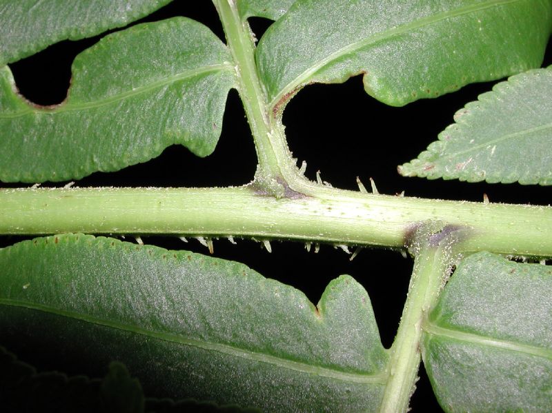 Pteridaceae Pteris livida