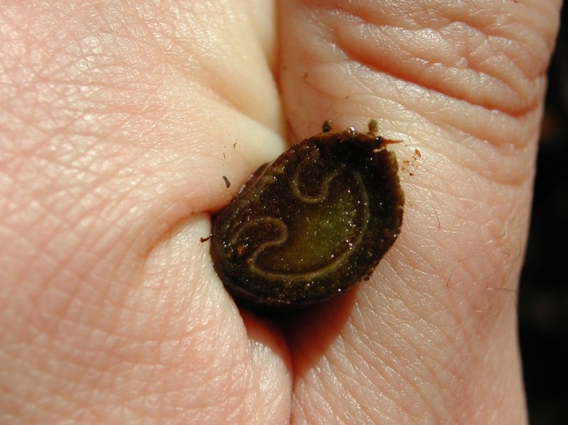 Pteridaceae Pteris muricata