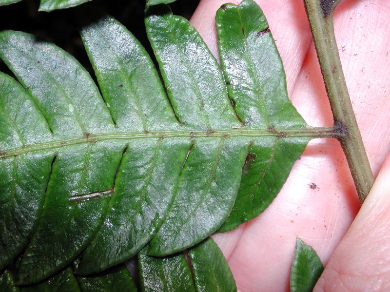 Pteridaceae Pteris muricata
