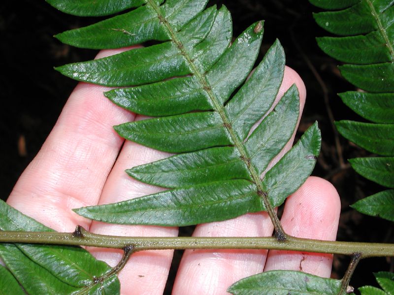 Pteridaceae Pteris muricata