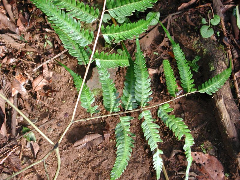 Pteridaceae Pteris muricata