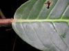 image of Sapium 