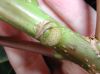 image of Sapium 