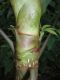 image of Schefflera 