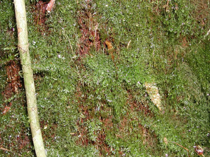 Hymenophyllaceae Polyphlebium capillaceum