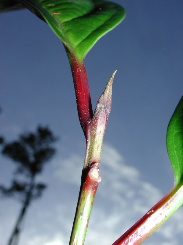 Lauraceae Persea 