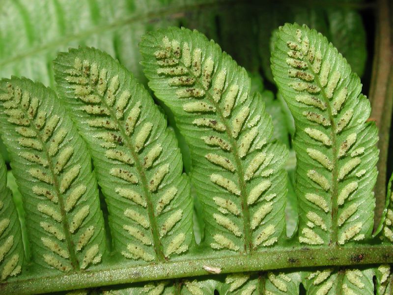 Athyriaceae Diplazium lindbergii