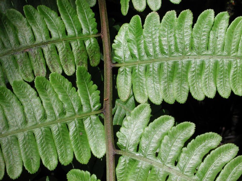 Athyriaceae Diplazium lindbergii
