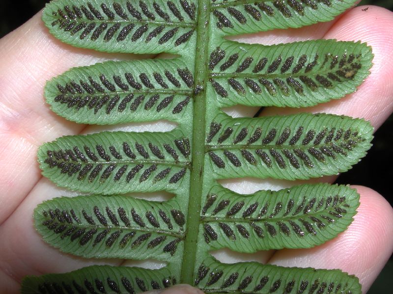 Athyriaceae Diplazium lindbergii