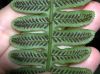 image of Diplazium lindbergii