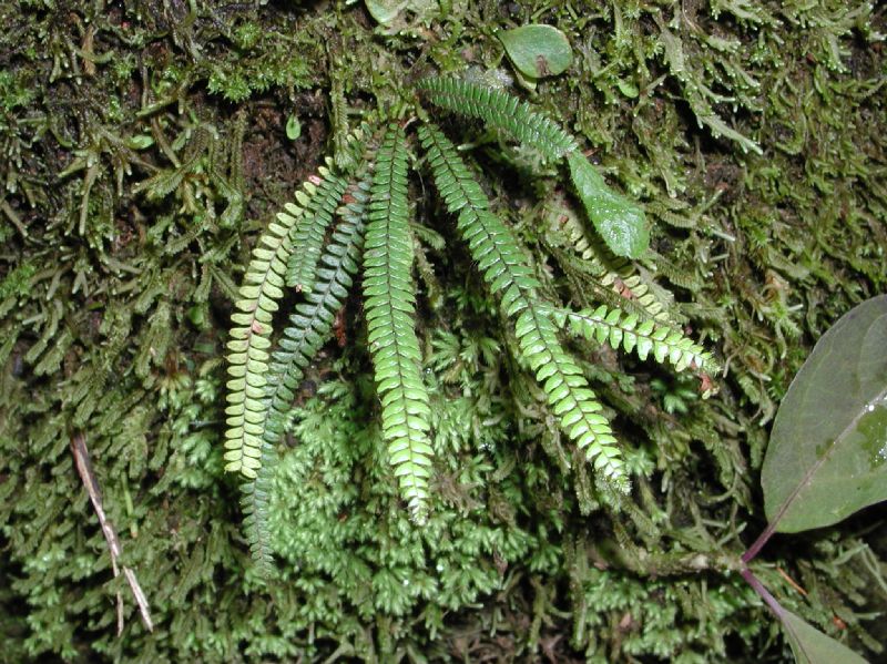Grammitidaceae Moranopteris taenifolia