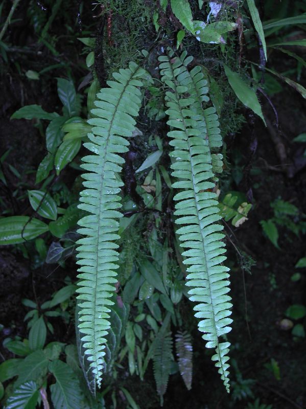 Nephrolepidaceae Nephrolepis pectinata