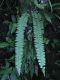 image of Nephrolepis pectinata