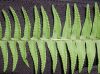 image of Nephrolepis undulata