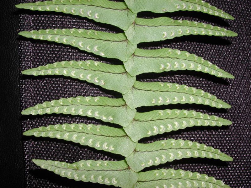 Nephrolepidaceae Nephrolepis undulata