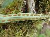 image of Pleopeltis astrolepis