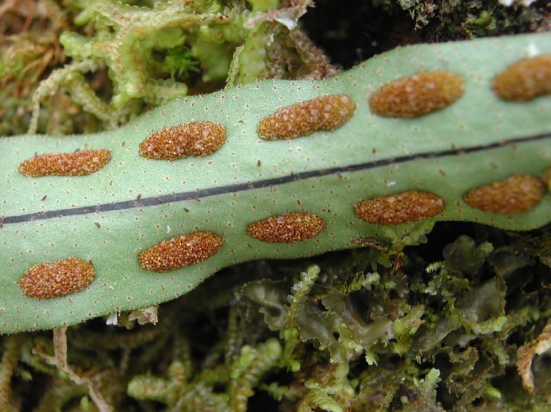 Polypodiaceae Pleopeltis astrolepis