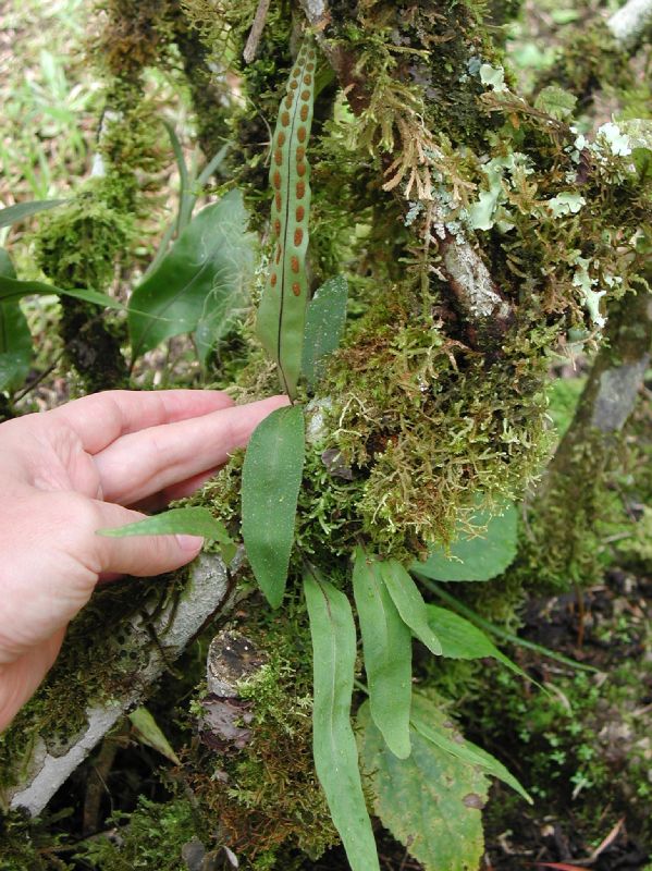 Polypodiaceae Pleopeltis astrolepis