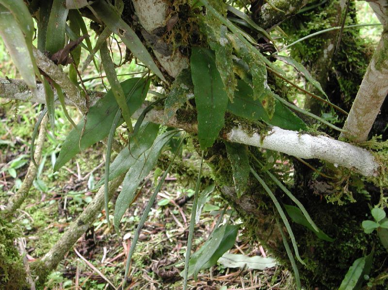 Polypodiaceae Pleopeltis weisbaurii