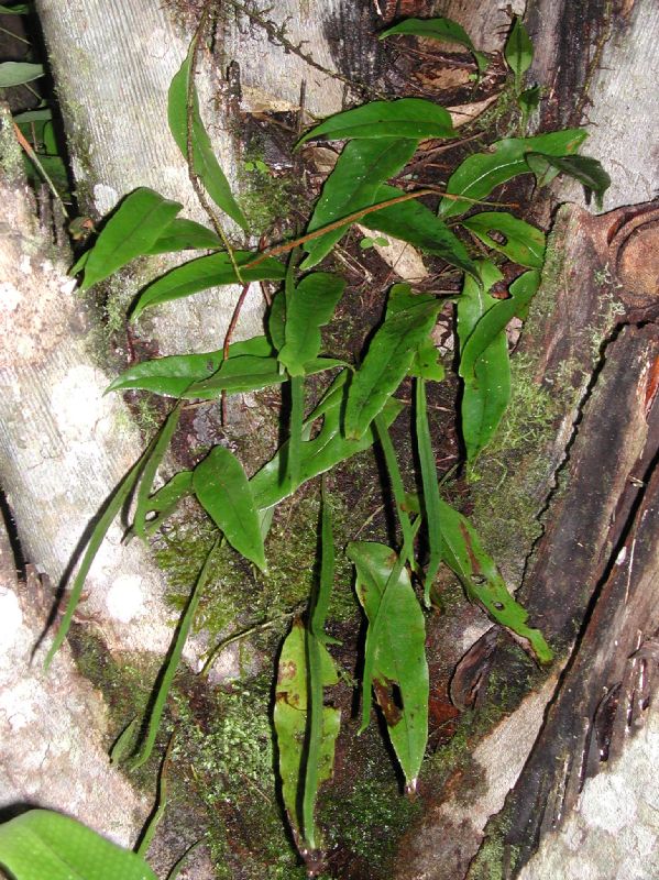 Polypodiaceae Pleopeltis weisbaurii