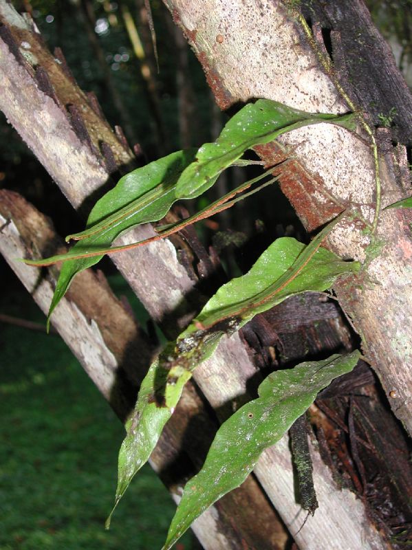 Polypodiaceae Pleopeltis weisbaurii