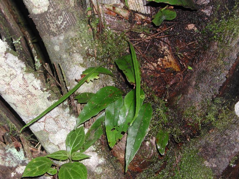 Polypodiaceae Pleopeltis weisbaurii