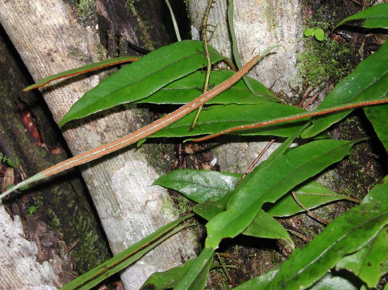Polypodiaceae Pleopeltis weisbaurii