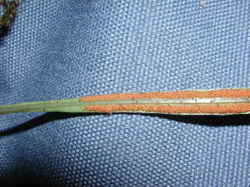 Polypodiaceae Pleopeltis weisbaurii