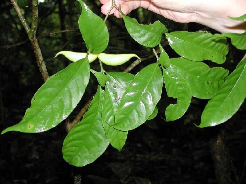 Apocynaceae Tabernaemontana 