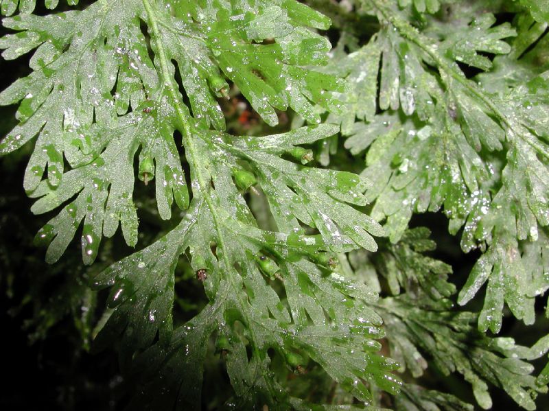 Hymenophyllaceae Crepidomanes pyxidiferum