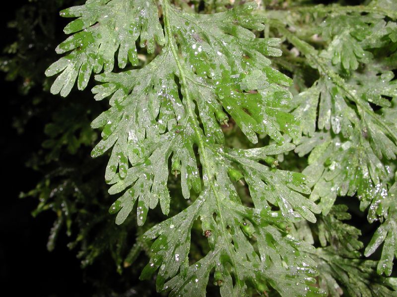 Hymenophyllaceae Crepidomanes pyxidiferum