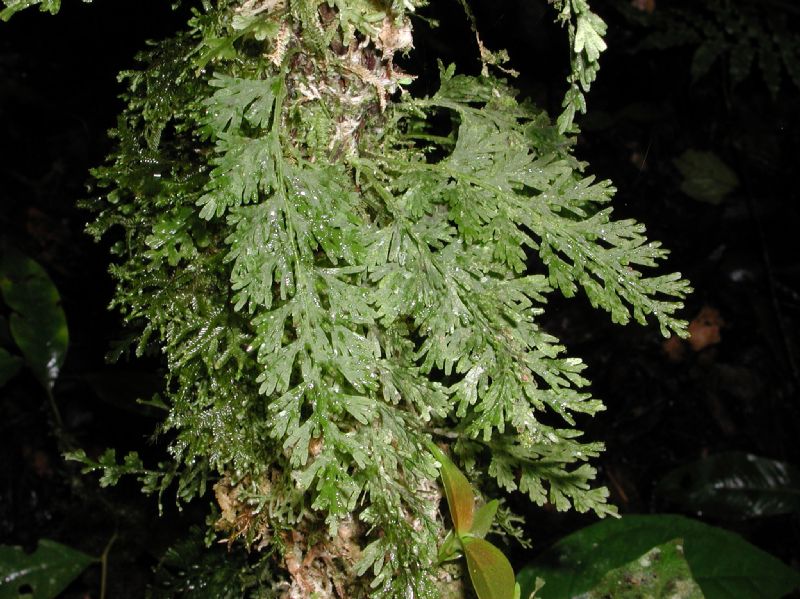 Hymenophyllaceae Crepidomanes pyxidiferum