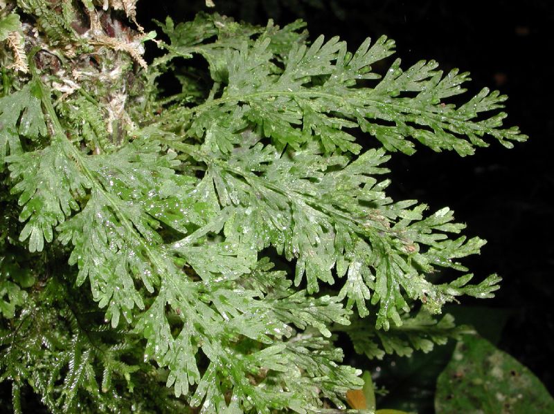 Hymenophyllaceae Crepidomanes pyxidiferum