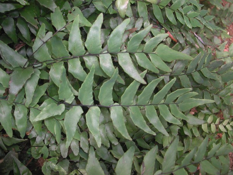 Pteridaceae Adiantum petiolatum