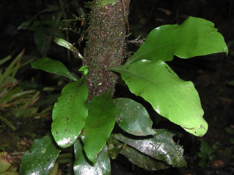 Pteridaceae Anetium citrifolium