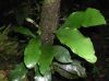 image of Anetium citrifolium