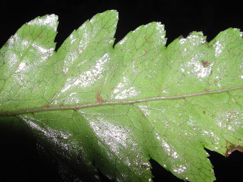 Lomariopsidaceae Bolbitis portoricensis