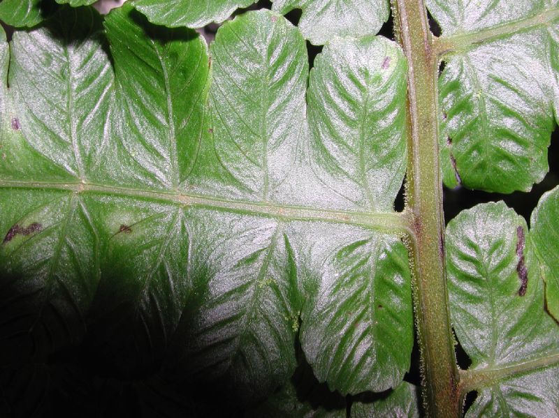 Athyriaceae Diplazium striatastrum