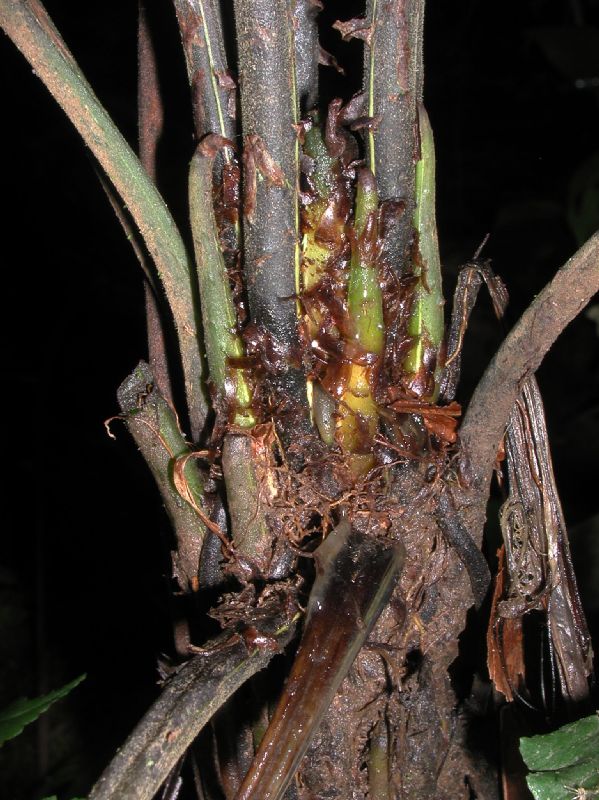 Athyriaceae Diplazium striatastrum