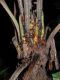 image of Diplazium striatastrum