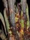 image of Diplazium striatastrum
