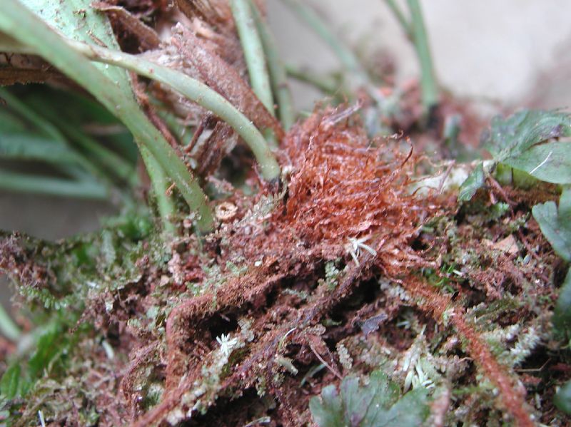 Dryopteridaceae Elaphoglossum correae